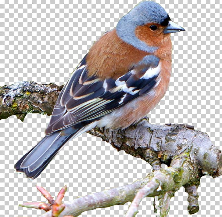 Brambling Common Nightingale Bird Common Chaffinch House Sparrow PNG, Clipart, Animal, Beak, Bird, Bird Feeders, Bluebird Free PNG Download
