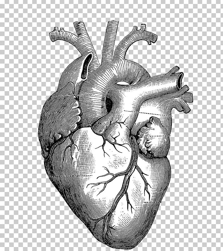 Drawing Anatomy Heart Diagram PNG, Clipart, Anatomy, Art, Black And White, Bone, Diagram Free PNG Download
