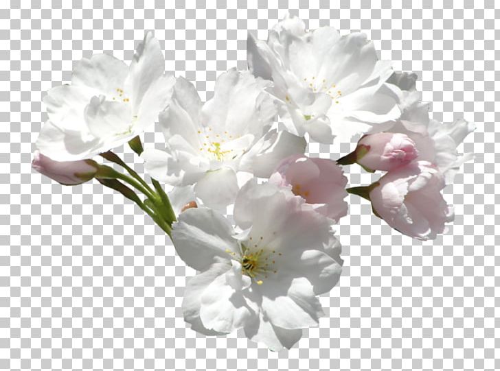 Flower Color White PNG, Clipart, Blossom, Branch, Cherry Blossom, Color, Cut Flowers Free PNG Download