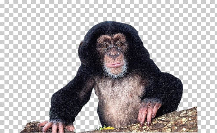 Gorilla Chimpanzee Material Culture: Implications For Human Evolution Uncommon Animals Rare Species PNG, Clipart, Animal, Animals, Ape, Bonobo, Cercopithecidae Free PNG Download