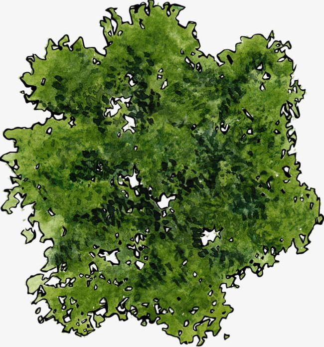 A Top View Of A Green Tree PNG, Clipart, Backgrounds, Decoration ...