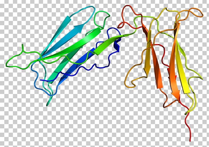 Killer-cell Immunoglobulin-like Receptor KIR2DL1 Protein Immunoglobulin Domain KIR2DS4 PNG, Clipart, 2 Ds, Antibody, Area, Art, Artwork Free PNG Download