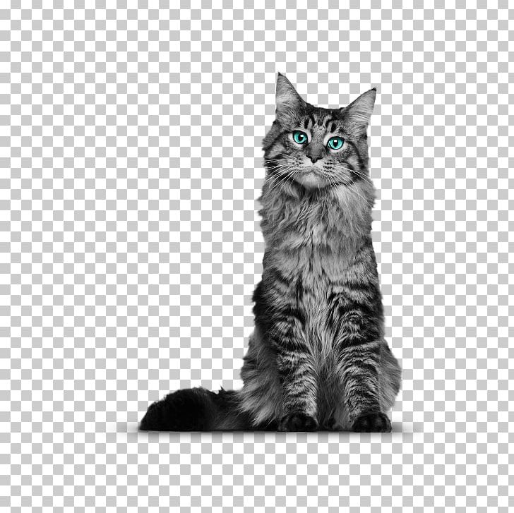 The Maine Coon Cat Himalayan Cat That Yankee Cat Siberian Cat PNG, Clipart, Animals, Black And White, Black Cat, Breed, Carnivoran Free PNG Download