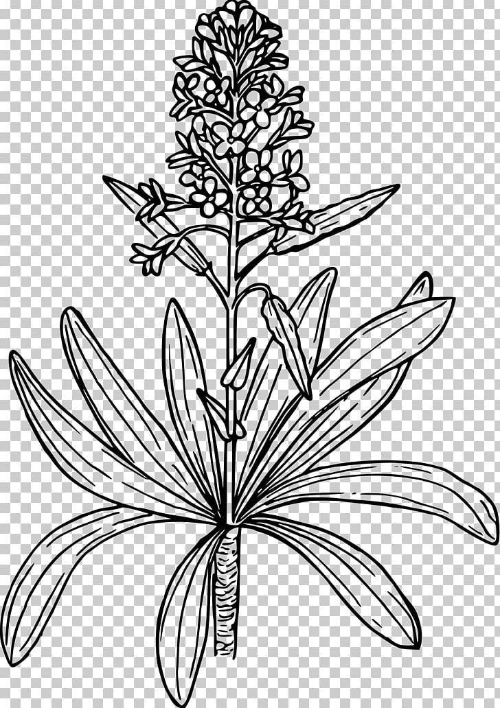 Brassica Juncea Brassica Nigra Mustard Plant Brassica Oleracea PNG, Clipart, Black And White, Branch, Brassica, Brassica Juncea, Brassica Nigra Free PNG Download