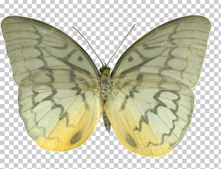 Clouded Yellows Brush-footed Butterflies Silkworm Pieridae Butterfly PNG, Clipart, Arthropod, Bombycidae, Brush Footed Butterfly, Butterflies And Moths, Butterfly Free PNG Download