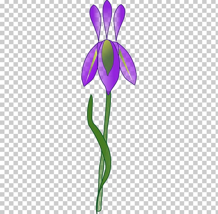 Iris Versicolor PNG, Clipart, Cut Flowers, Drawing, Eye, Flora, Flower Free PNG Download