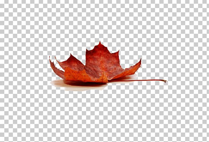 Sugar Maple Silver Maple Water Sap Maple Syrup PNG, Clipart, Autumn Leaf Color, Autumn Leaves, Autumn Tree, Autumn Wind, Bleak Free PNG Download