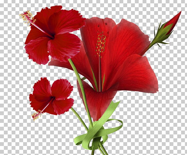 Shoeblackplant Cut Flowers PNG, Clipart, Annual Plant, China Rose, Chinese Hibiscus, Clip Art, Cut Flowers Free PNG Download