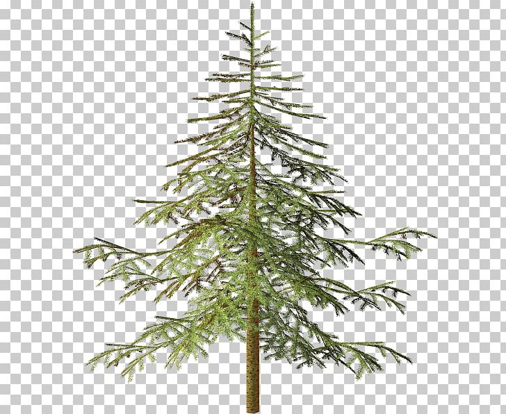 Spruce Tree Conifers PNG, Clipart, Branch, Christmas Decoration, Christmas Ornament, Christmas Tree, Conifer Free PNG Download