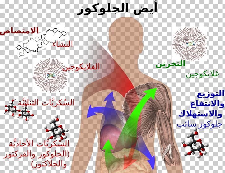 Carbohydrate Metabolism Metabolic Disorder Glycogen PNG, Clipart, Abdomen, Arm, Blood Sugar, Carbohydrate, Diabetes Mellitus Free PNG Download