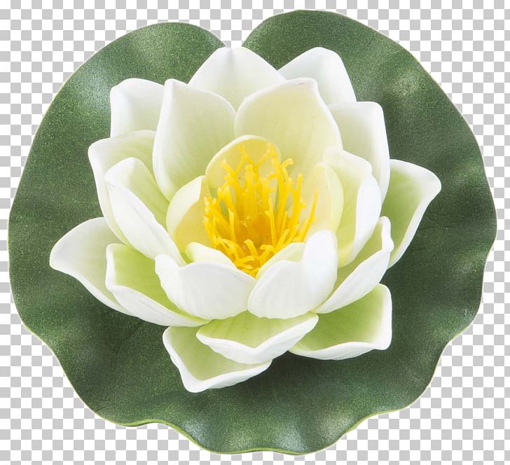 Water Lilies Garden Pond Nymphaea Alba Aquatic Plants PNG, Clipart, 10 Cm, Aquatic Plant, Aquatic Plants, Centimeter, Float Free PNG Download