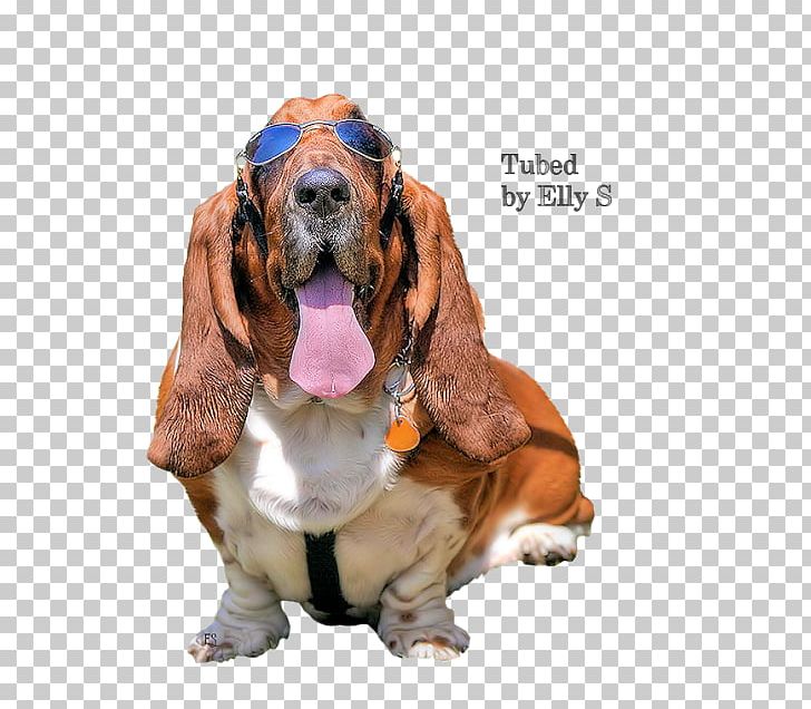 Basset Hound Basset Artésien Normand Bloodhound Dog Breed Companion Dog PNG, Clipart, Basset Artesien Normand, Basset Hound, Blog, Bloodhound, Carnivoran Free PNG Download