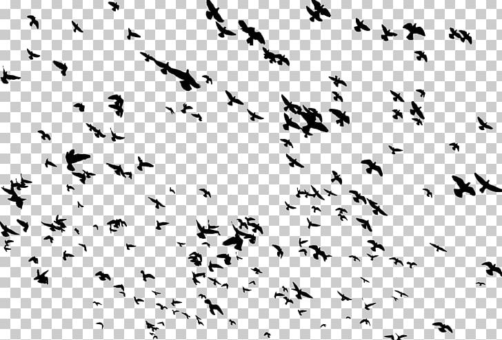 Bird Flight Bird Flight Flock PNG, Clipart, Animal Migration, Animals, Area, Beak, Bird Free PNG Download