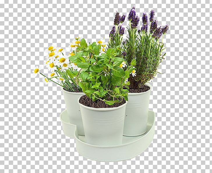 English Lavender Herb Plants Peppermint Garden PNG, Clipart, Afternoon Tea Time, English Lavender, Fines Herbes, Flowerpot, Food Free PNG Download