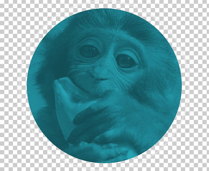 Gorilla Monkey Turquoise Snout Ape PNG, Clipart, Animals, Animal Welfare, Ape, Aqua, Gorilla Free PNG Download