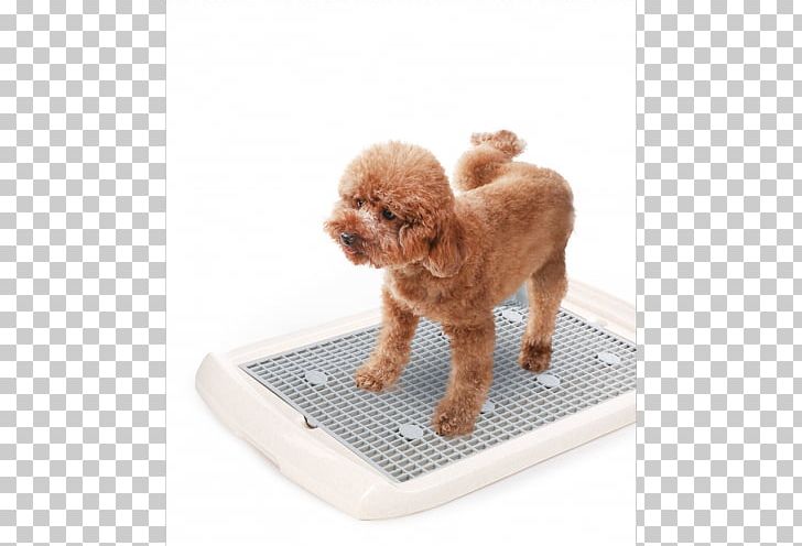 Miniature Poodle Puppy Companion Dog Dog Breed PNG, Clipart, Animals, Breed, Carnivoran, Cat, Companion Dog Free PNG Download
