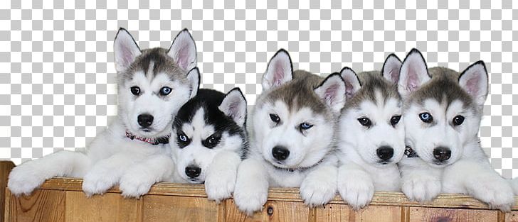 Siberian Husky Alaskan Malamute Puggle Puppy PNG, Clipart, Alaskan Malamute, Animals, Breed, Breeder, Breed Standard Free PNG Download