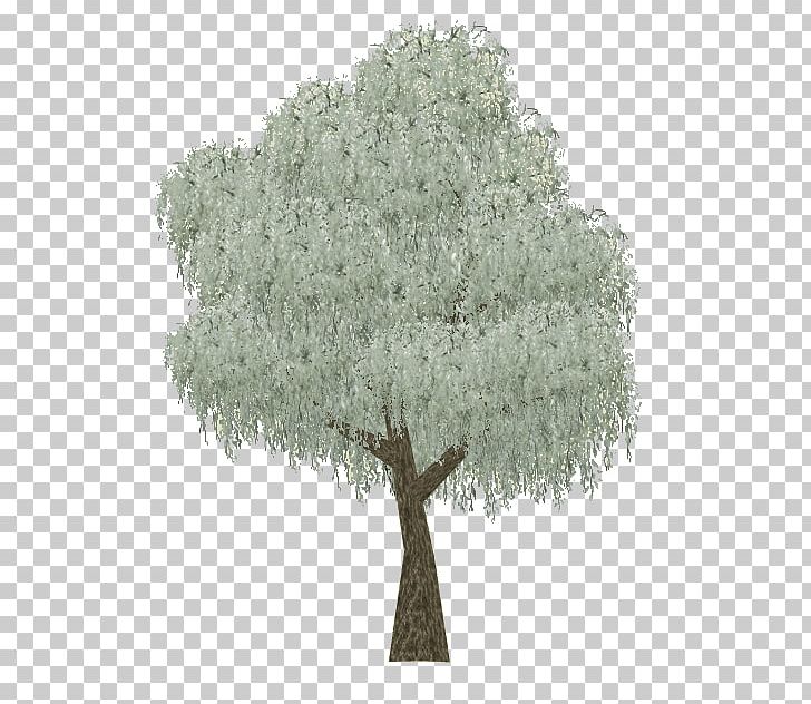Zoo Tycoon 2 Eucalyptus Coolabah Tree Woody Plant Evergreen PNG, Clipart, Eucalyptus Coolabah, Evergreen, Gum Trees, Nature, Oak Free PNG Download