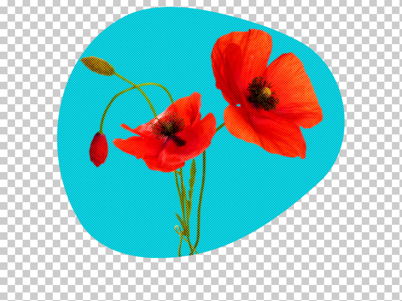 Flower Red Turquoise Poppy Petal PNG, Clipart, Anemone, Coquelicot, Corn Poppy, Flower, Petal Free PNG Download