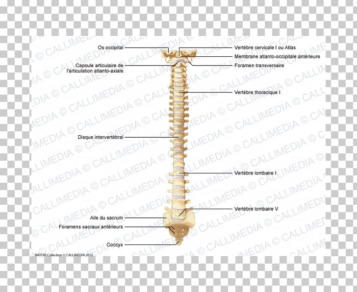 Line Angle PNG, Clipart, Angle, Anterior, Art, Column, Joint Free PNG Download