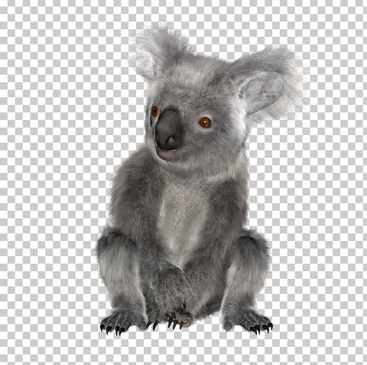 Osos Koala Australia Bear Squirrel PNG, Clipart, Animal, Animals, Australia, Bear, Carnivoran Free PNG Download