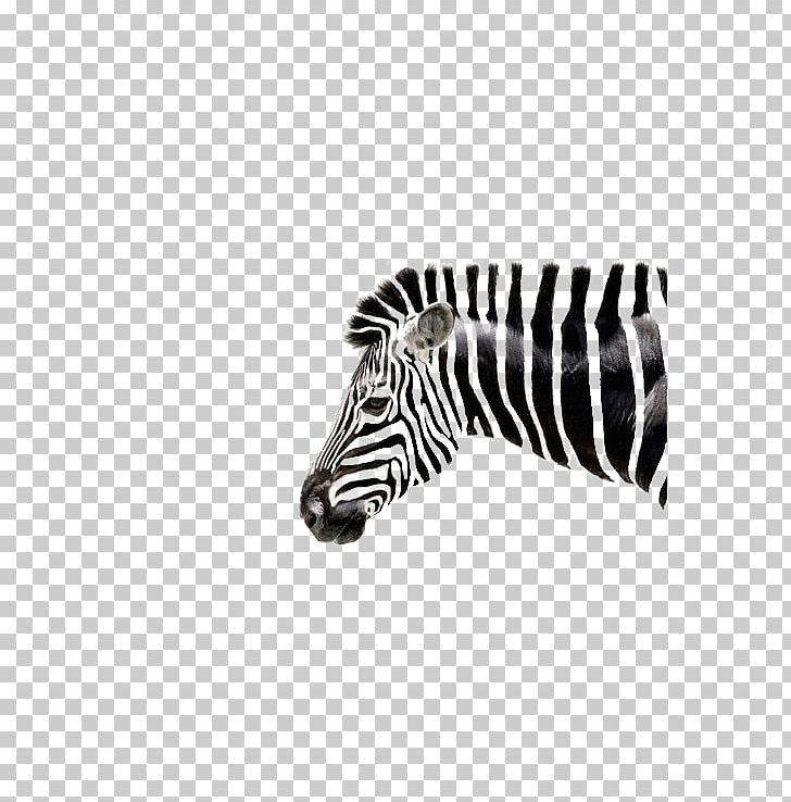 Quagga Zebra Black And White Lion PNG, Clipart, Animal, Animals, Art, Black, Cartoon Free PNG Download