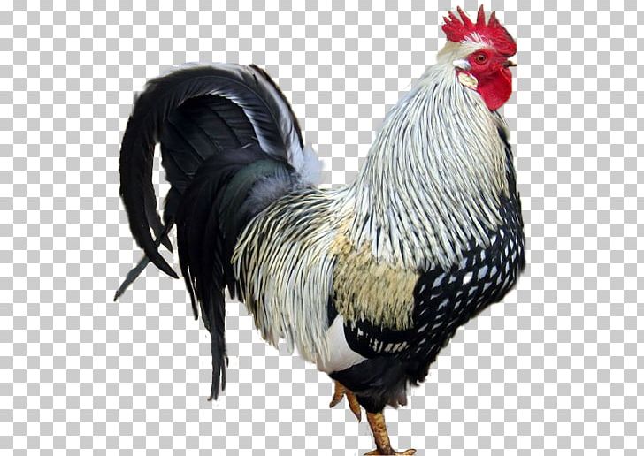 Rooster Chicken Poultry PNG, Clipart, Animaatio, Animals, Avatar, Beak, Bird Free PNG Download