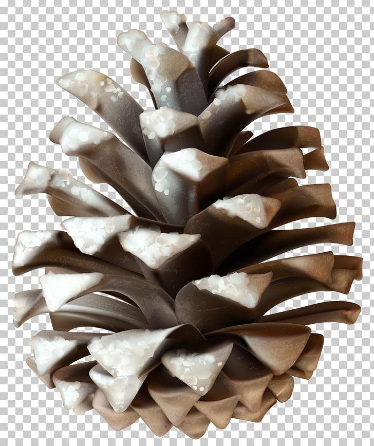Stone Pine Conifer Cone PNG, Clipart, Cone, Conifer Cone, Material, Nature, Nut Free PNG Download