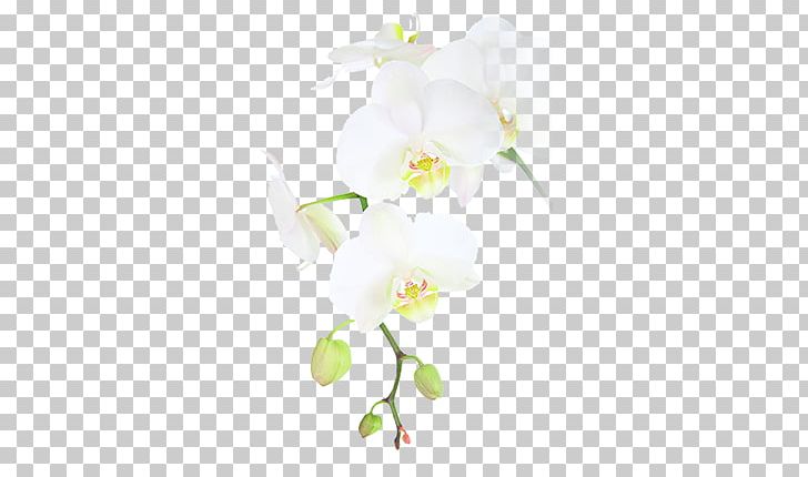 Eira Hospital Palmer College Of Chiropractic Moth Orchids PNG, Clipart, Bolsius Group, Branch, Chiropractic, Chiropractor, Cut Flowers Free PNG Download