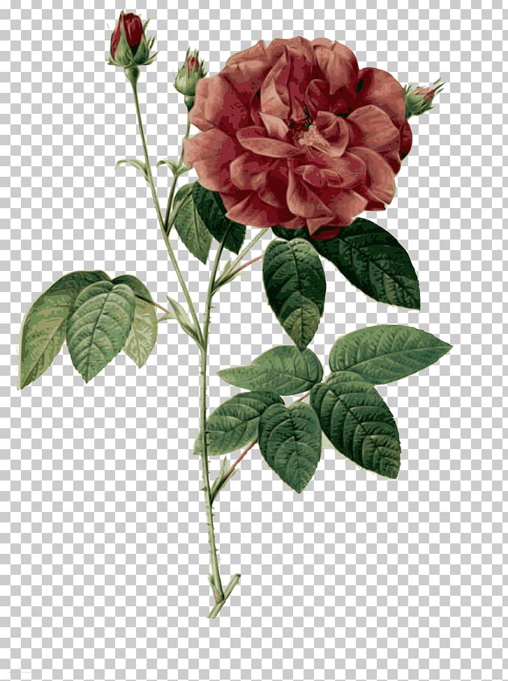 Garden Roses French Rose Cabbage Rose 80 Anos De Poesia Poetry PNG, Clipart, Cabbage, China Rose, Cut Flowers, Floral Design, Floribunda Free PNG Download