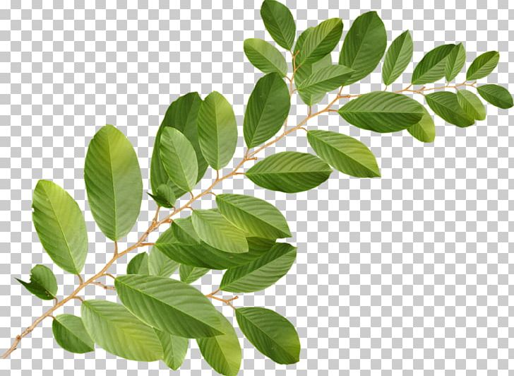 Information PNG, Clipart, Bit, Blog, Branch, Grass, Herb Free PNG Download