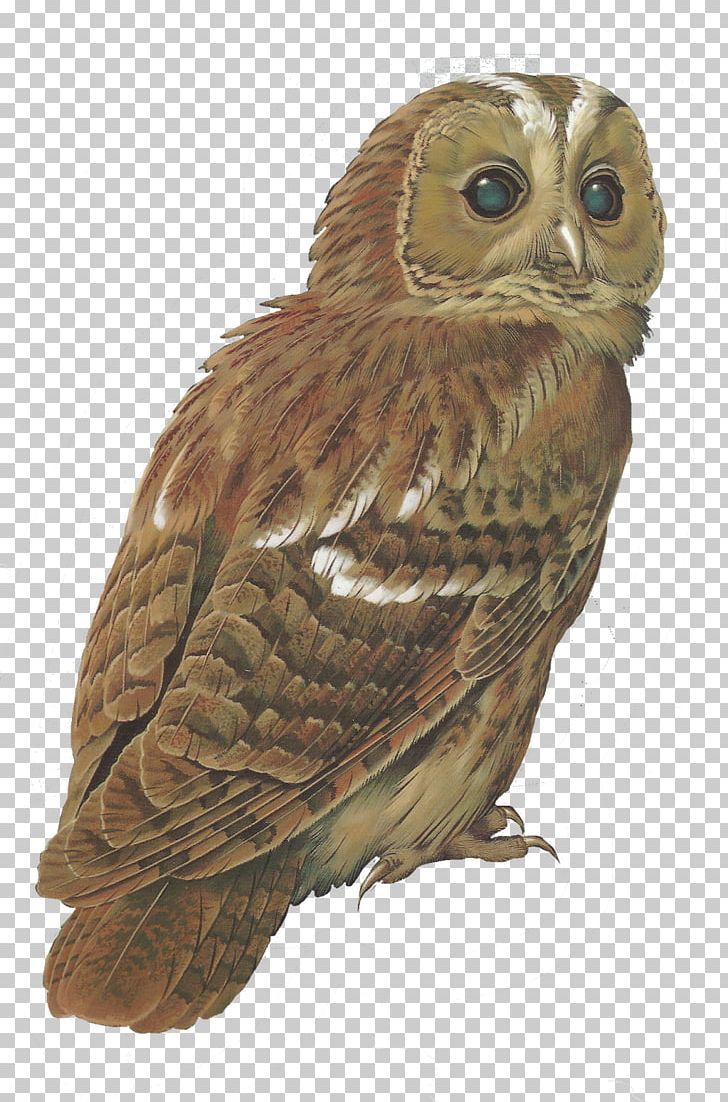 Tawny Owl Bird Barred Owl PNG, Clipart, Animals, Barn Owl, Barred Owl, Beak, Bird Free PNG Download