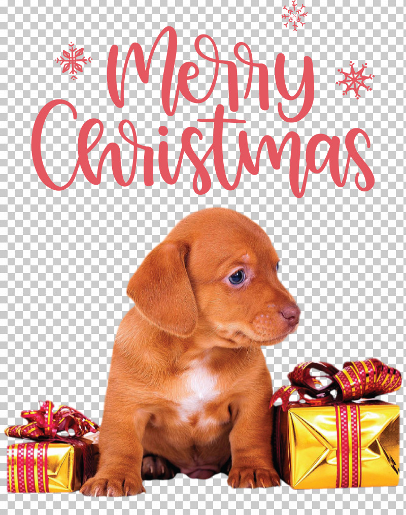 Merry Christmas Christmas Day Xmas PNG, Clipart, Christmas Day, Christmas Stocking, Dog, Gift, Gift Box Free PNG Download