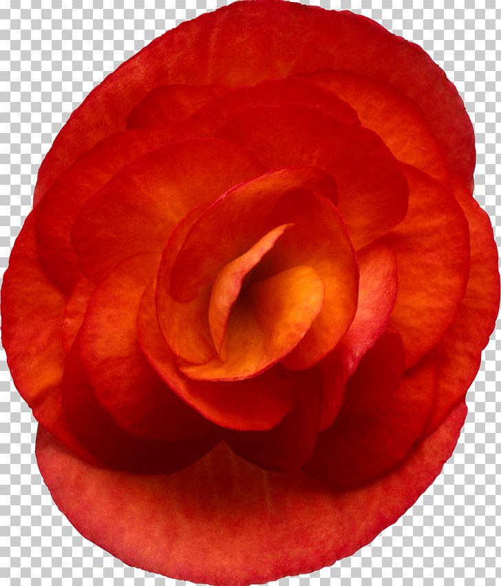 Garden Roses Elatior Begonia Flower Red PNG, Clipart, Begonia, Begonia Coccinea, Closeup, Cut Flowers, Elatior Begonia Free PNG Download