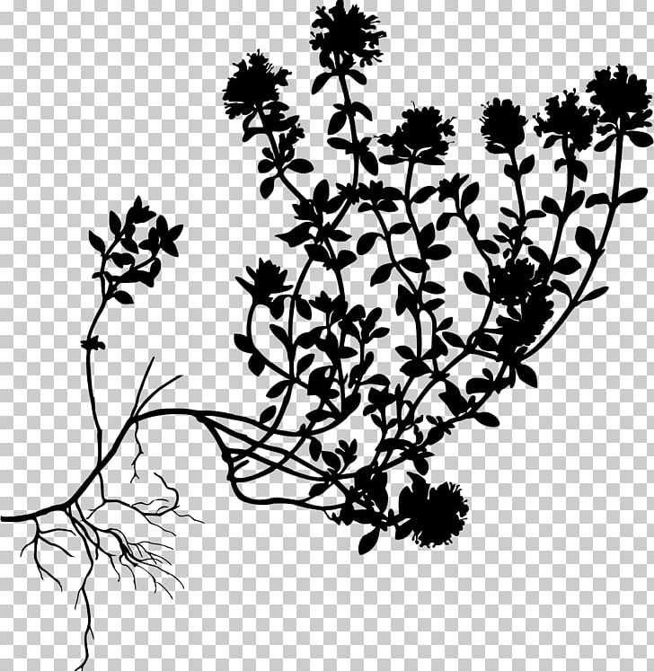 Garden Thyme Breckland Thyme Mother-of-Thyme Herb PNG, Clipart, Black And White, Branch, Caraway Thyme, Flora, Flower Free PNG Download