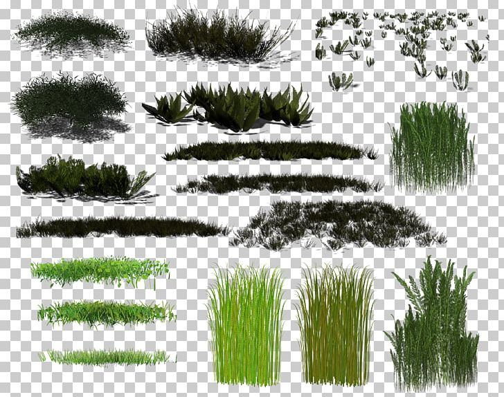 Branch Grass Conifers PNG, Clipart, Blog, Branch, Conifer, Conifers, Depositfiles Free PNG Download