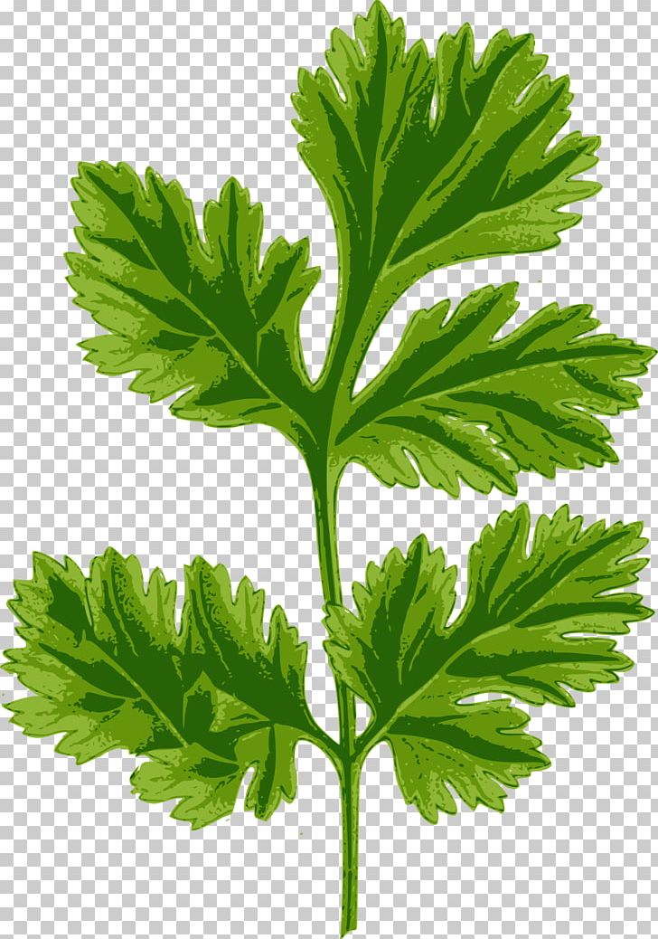 Hendrick's Gin Coriander Herb Drawing PNG, Clipart, Botanical Illustration, Botany, Coriander, Coriander Seed, Drawing Free PNG Download