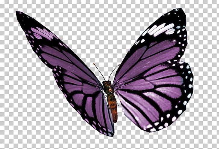 Monarch Butterfly Photography PNG, Clipart, Arthropod, Brush Footed Butterfly, Car, Color, Farfalle Free PNG Download