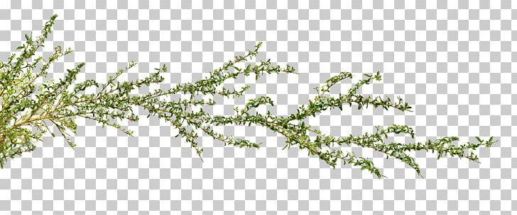 Twig Grasses Plant Stem Pine Leaf PNG, Clipart, Antiga, Belleza, Branch, E Mail, Family Free PNG Download
