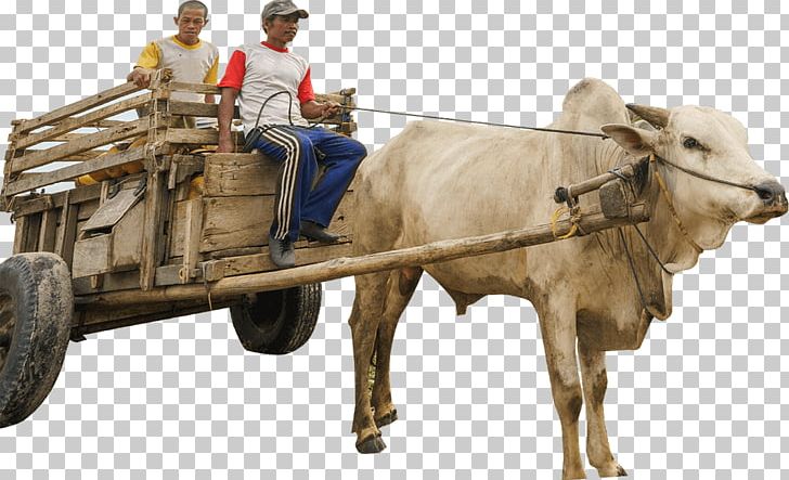 Cattle Ox Bullock Cart Vehicle PNG, Clipart, Animal, Animals, Bull, Bullock Cart, Cart Free PNG Download
