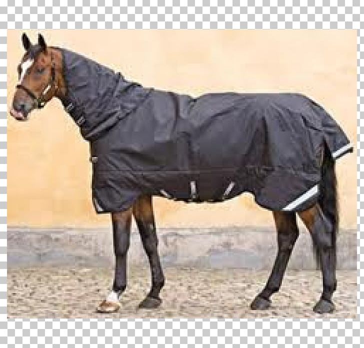 Horse Mare Stallion Weight Pack Animal PNG, Clipart, Animal, Animals, Bit, Blanket, Bridle Free PNG Download