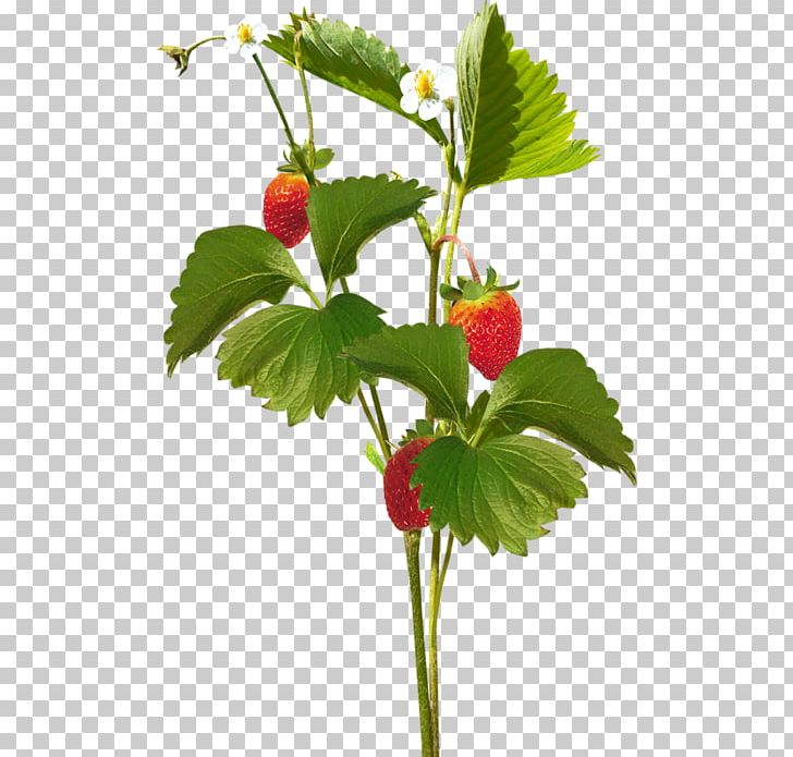 Strawberry PNG, Clipart, Auglis, Berry, Food, Fragaria, Fruit Free PNG Download