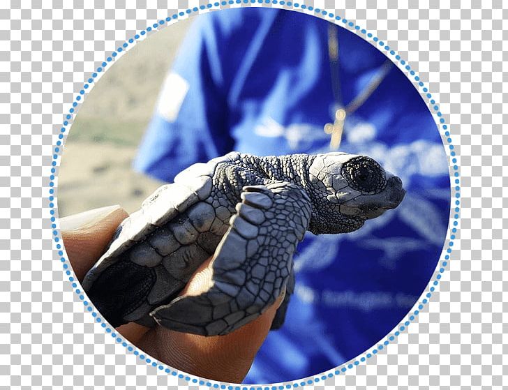 Tortoise Sea Turtle Cobalt Blue PNG, Clipart, Animals, Blue, Cobalt, Cobalt Blue, Reptile Free PNG Download
