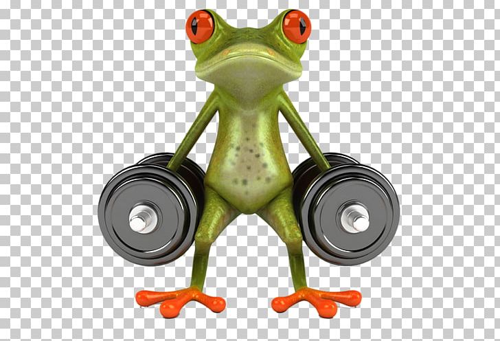 Frog Sticker Decal PNG, Clipart, 3 D, Amphibian, Animals, Bodybuilding, Car Free PNG Download