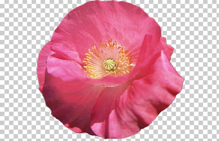 Poppy Flower PNG, Clipart, Albom, Album, Annual Plant, Author, Flower Free PNG Download