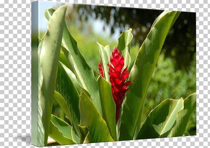 Cayman Islands Ginger Lily Kind Art Flower PNG, Clipart, Art, Canvas, Cayman Islands, Flower, Ginger Free PNG Download