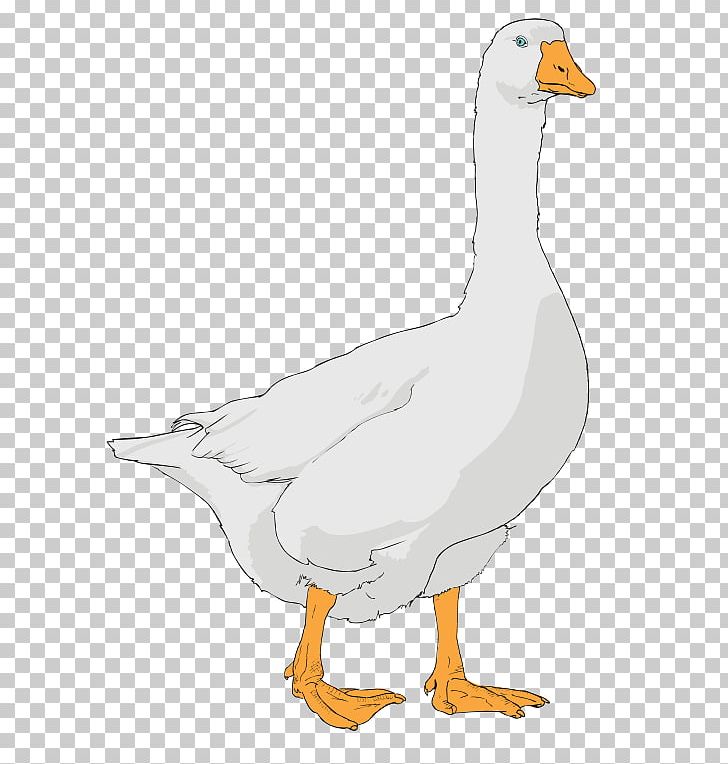 Goose Licence CC0 PNG, Clipart, Animals, Beak, Bird, Canada Goose, Chicken Free PNG Download