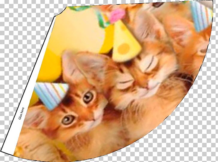 Kitten Cat Pet Birthday Recipe PNG, Clipart, Animals, Birthday, Cat, Happiness, Happy Birthday To Me Free PNG Download