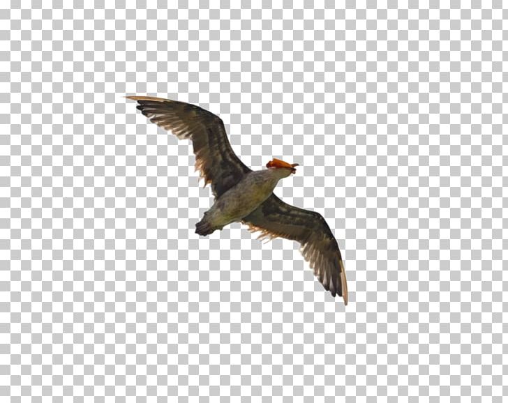 Monster Hunter Generations Bird Gulls Flight Wing PNG, Clipart, Accipitriformes, Animals, Beak, Bird, Bird Flight Free PNG Download