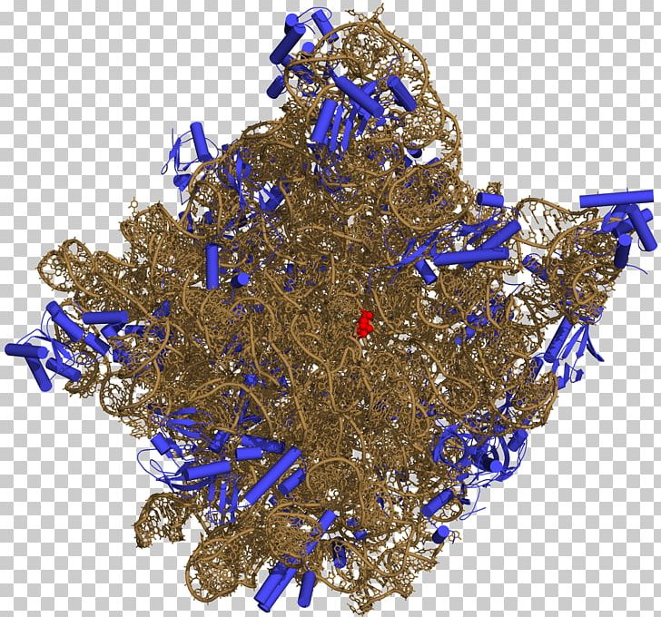Ribosome Peptidyl Transferase Ribosomal RNA Prokaryotic Large Ribosomal Subunit PNG, Clipart, Amino Acid, Brooch, Cell, Christmas Decoration, Decor Free PNG Download